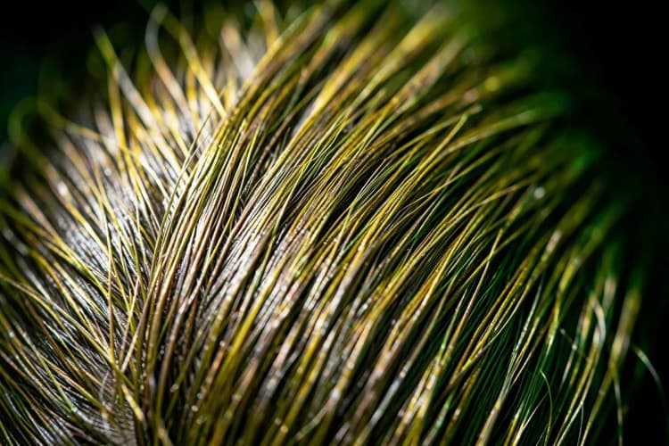 Um close-up de fios de cabelo brilhantes e fortes crescendo de um couro cabeludo saudável.